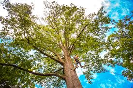 Trusted Springmont, PA Tree Services Experts